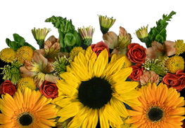 Sunflower mix with transparent background